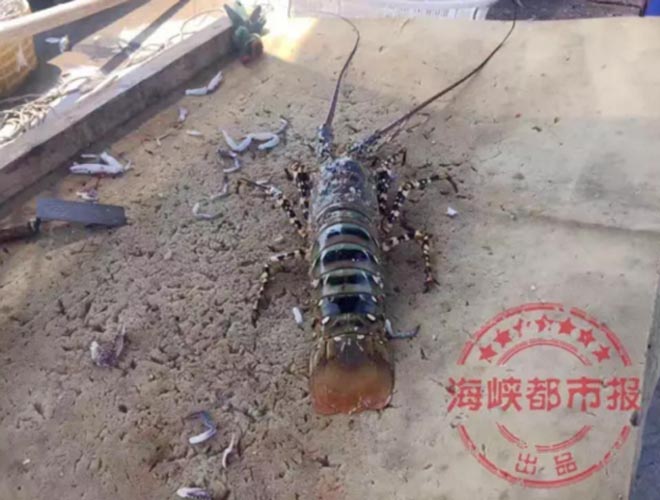 Bắt[-]được[-]tôm[-]hùm[-]khổng[-]lồ[-]dài[-]1,5m,[-]cực[-]kỳ[-]quý[-]hiếm